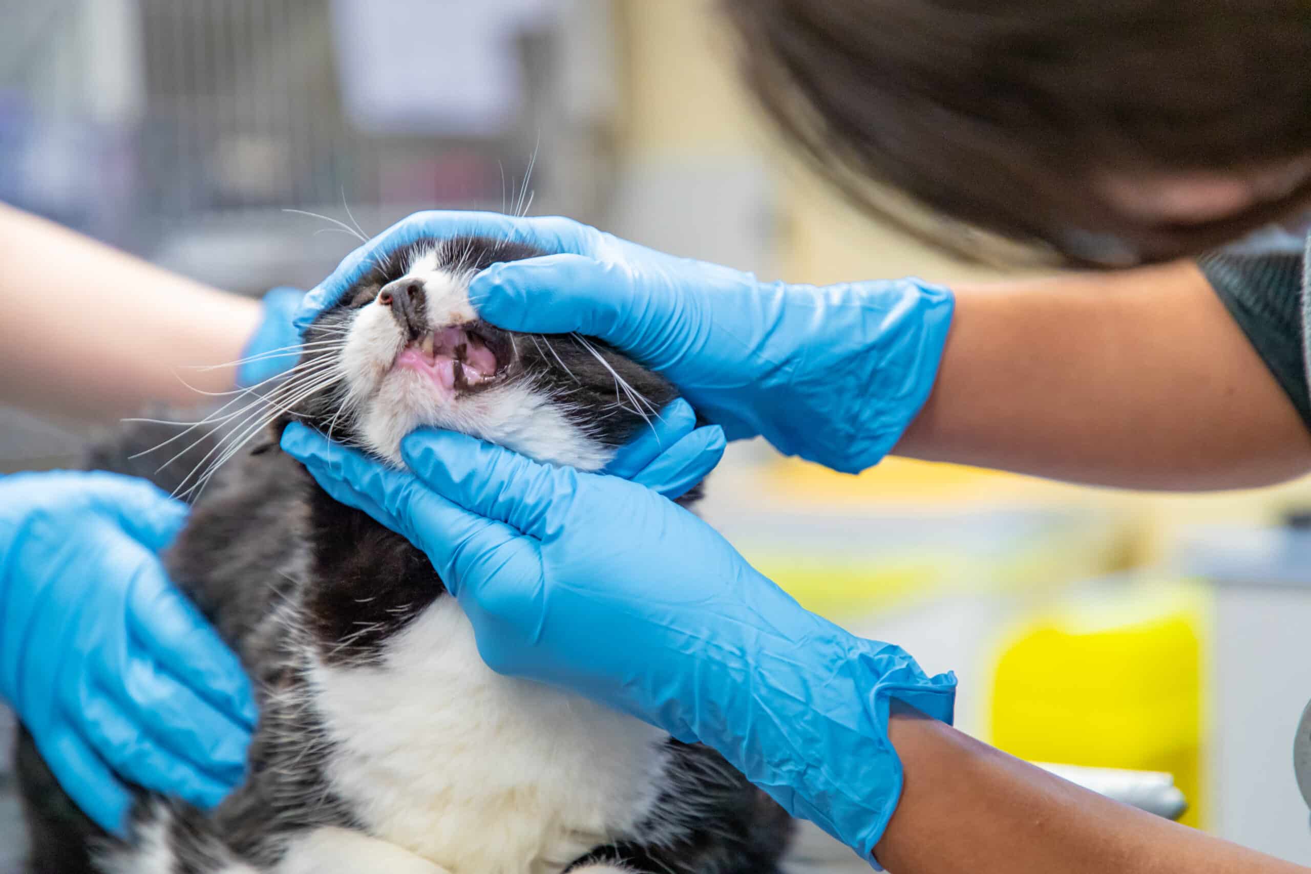 Cat teeth examination